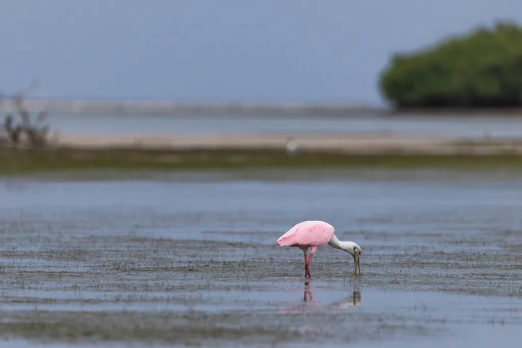 Roseate Spoonbill in Wetlands