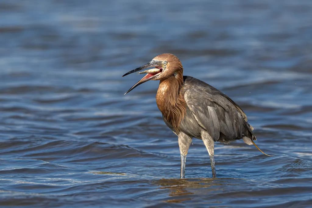 Heron Catching Fish