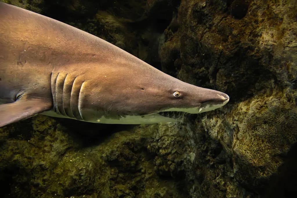 A Peaceful Predator