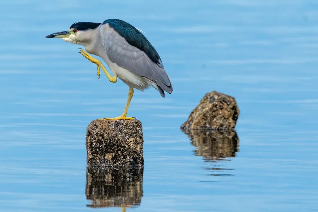 Balancing Act