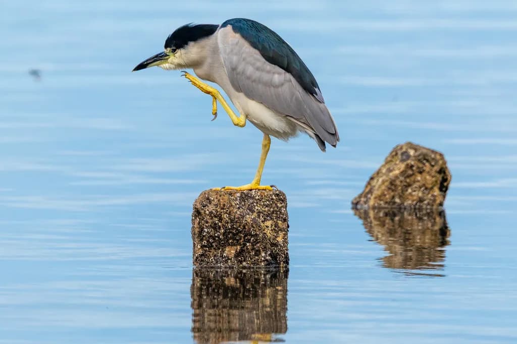 Balancing Act