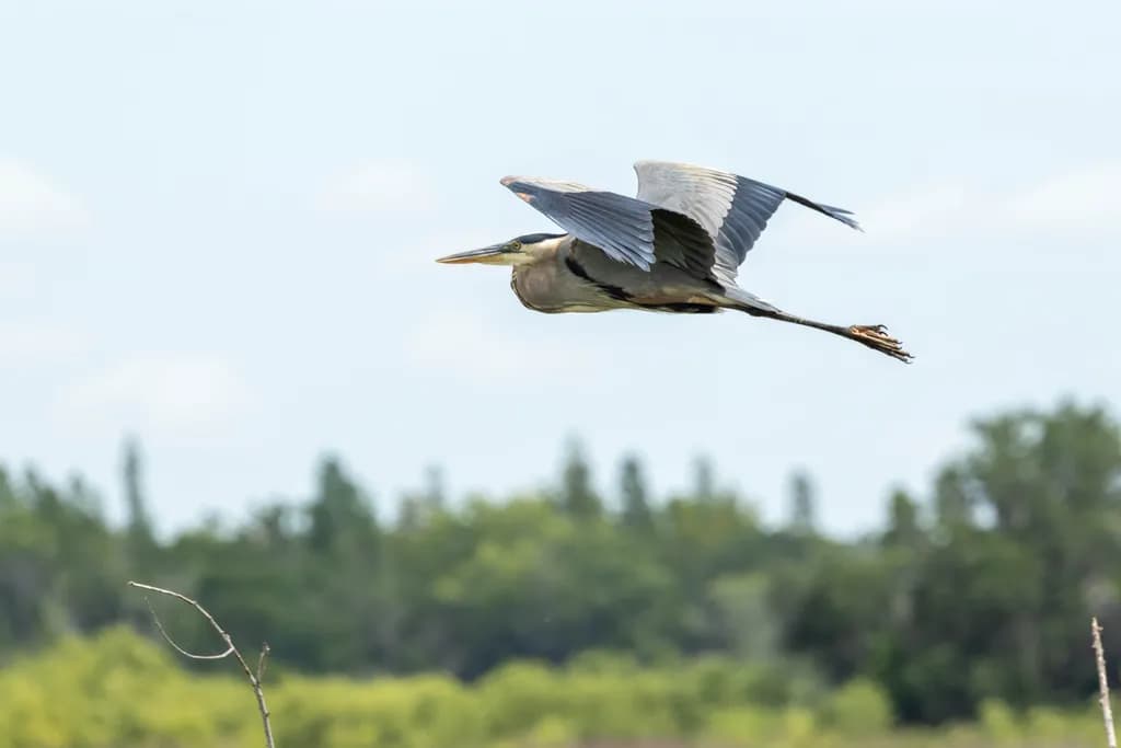 Heron in Flight