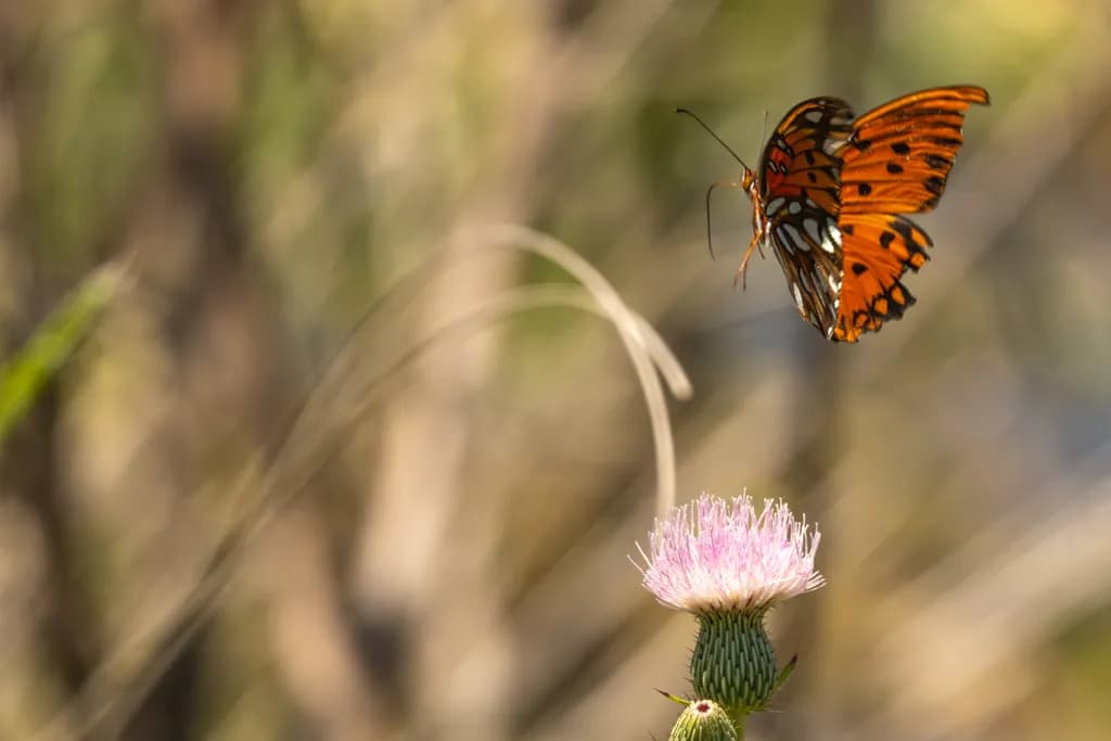 Thistle Flight