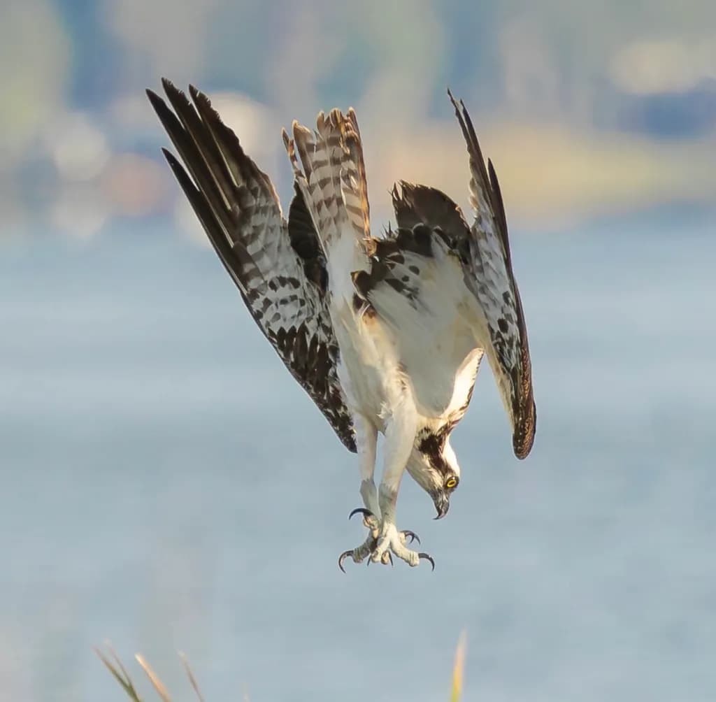 Osprey Descent