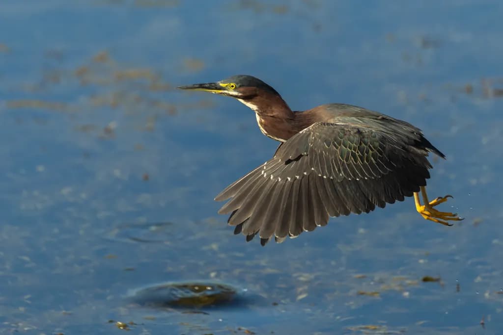 Heron Glide