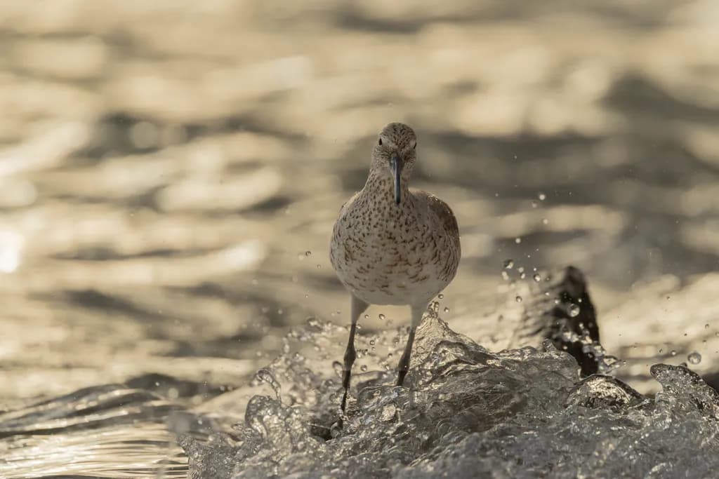 Willet in the Waves