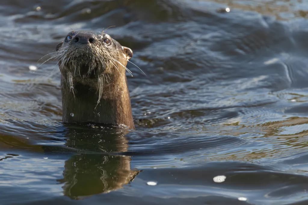 Curious Otter Emergence