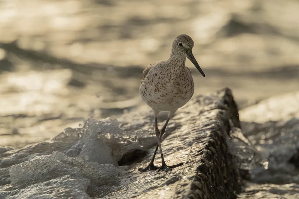 Wading for the Sun