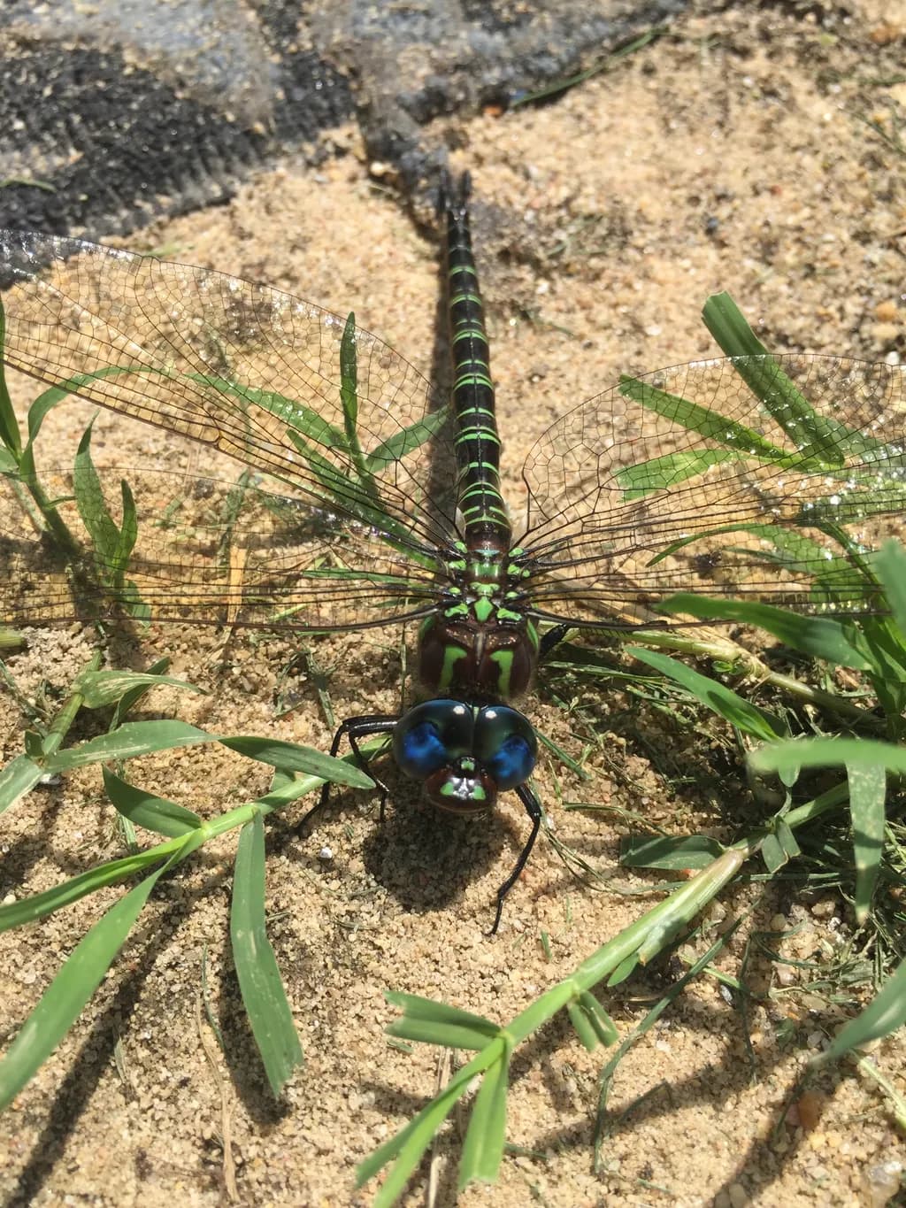 Dragonfly Close-up