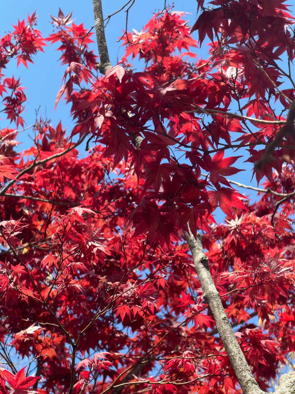 Crimson Maple