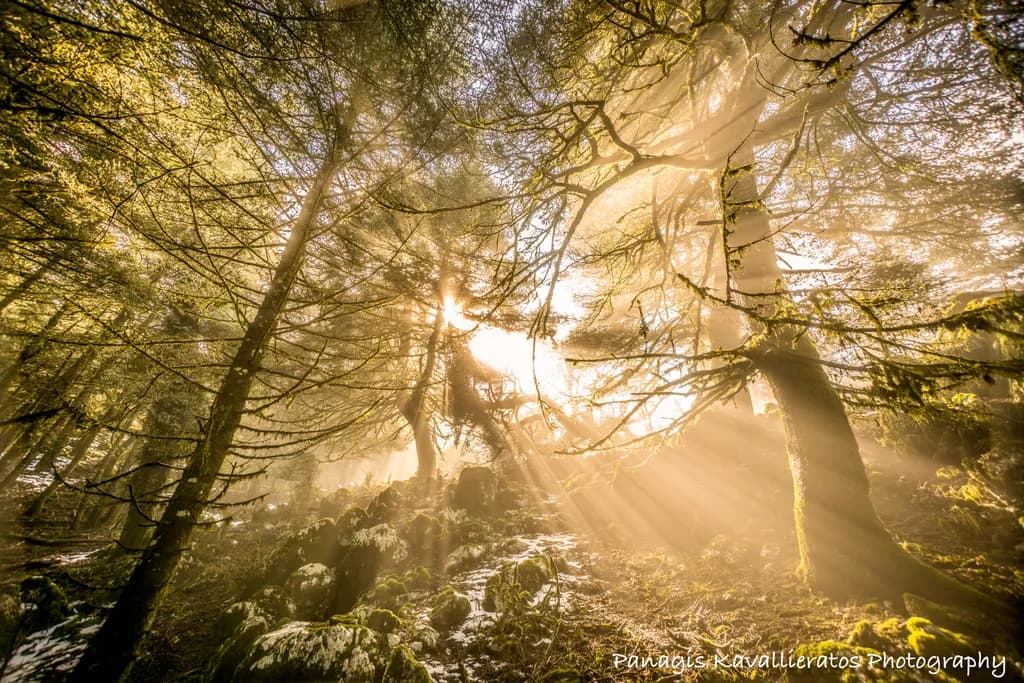 Sunlit Forest