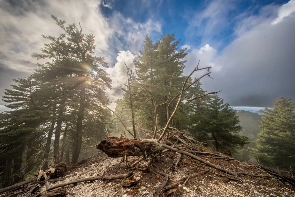 Towering Wilderness