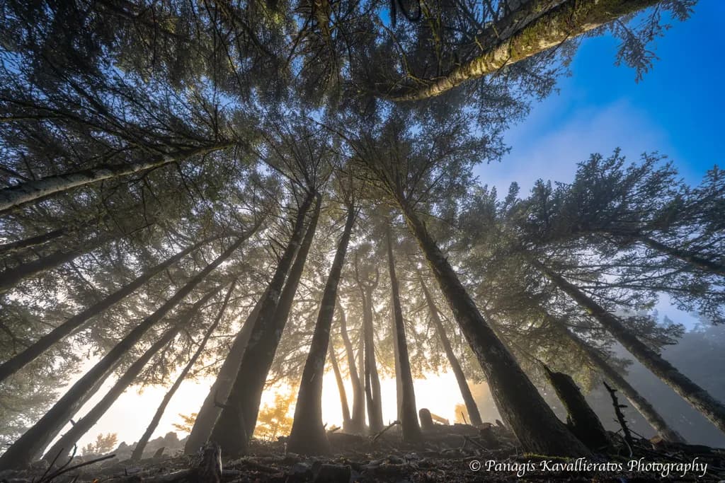Forest Canopy