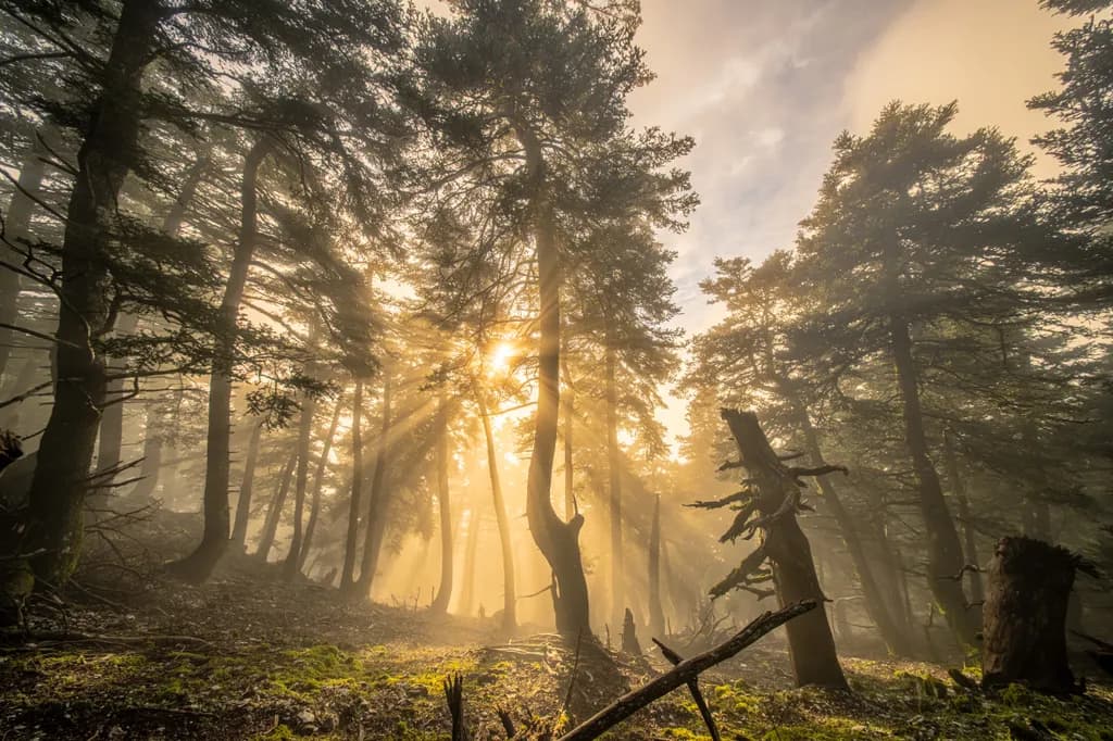 Misty Canopy