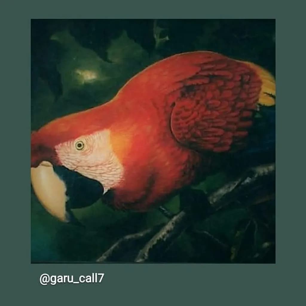 Scarlet Macaw
