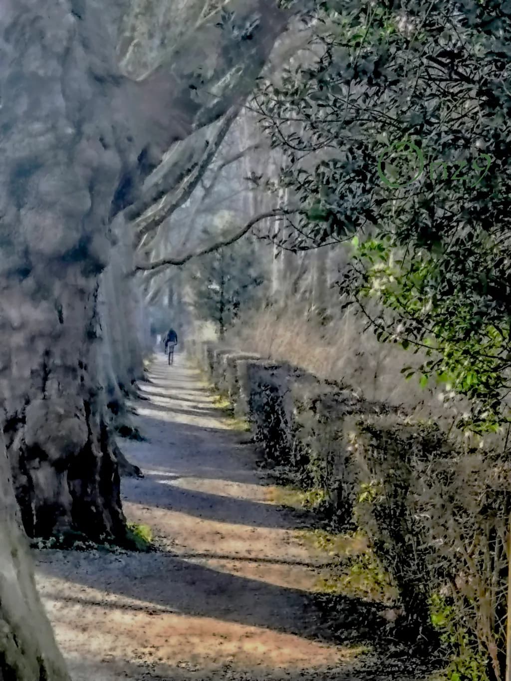 Tree-Lined Pathway