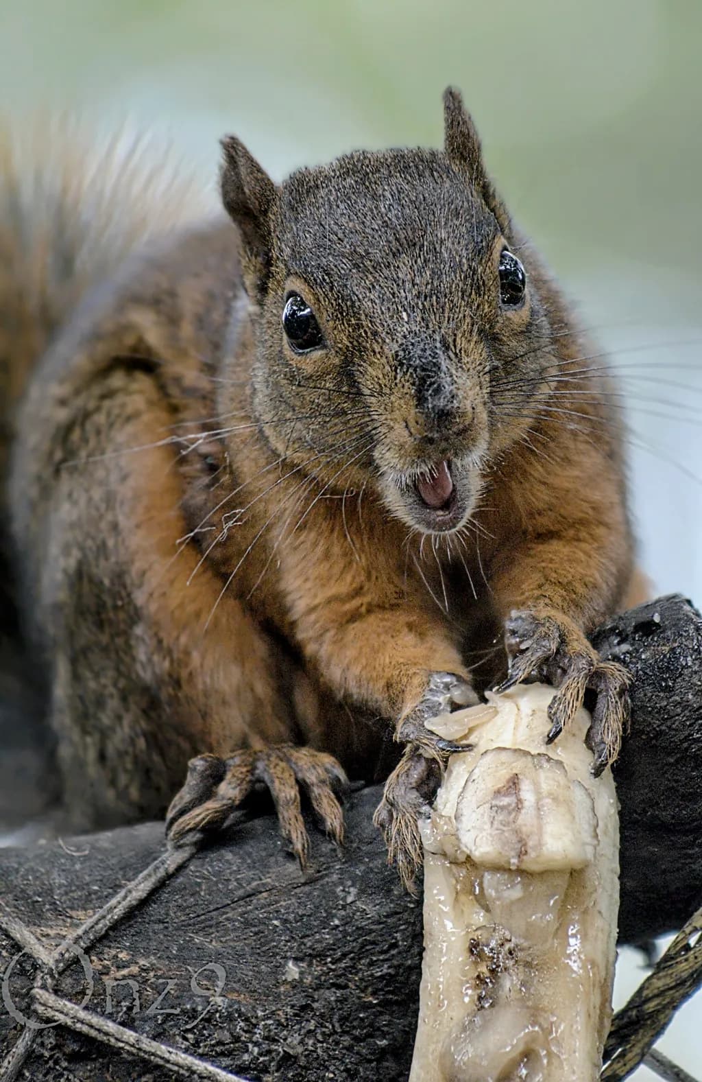 Squirrel Snacktime