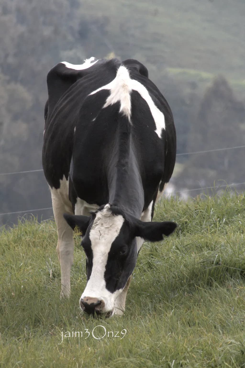Grazing Beauty