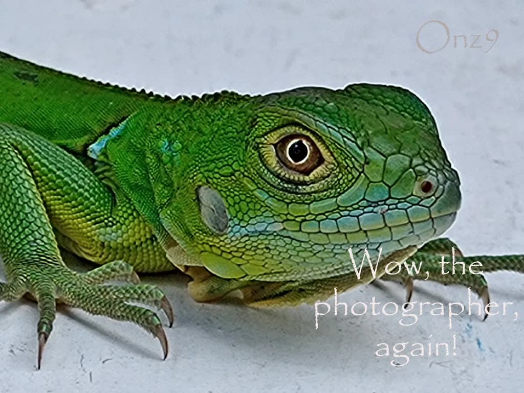 Green Gaze