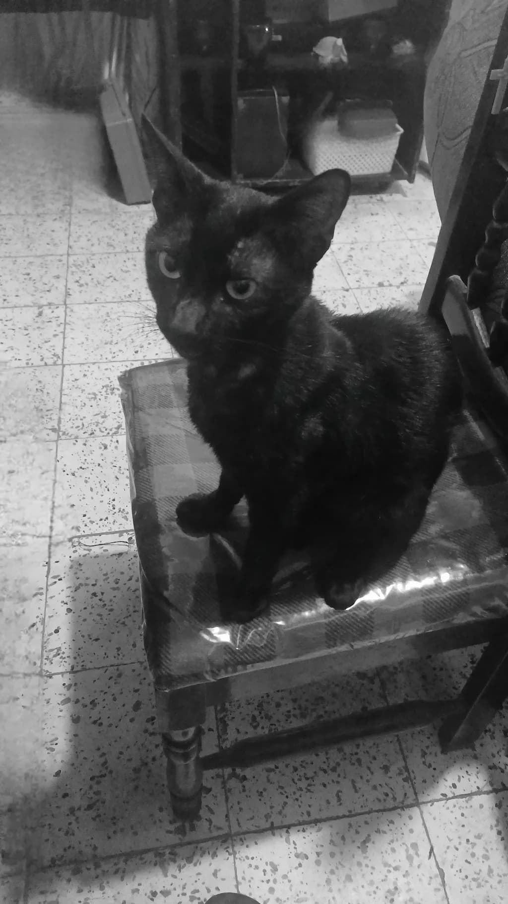Curious Black Cat