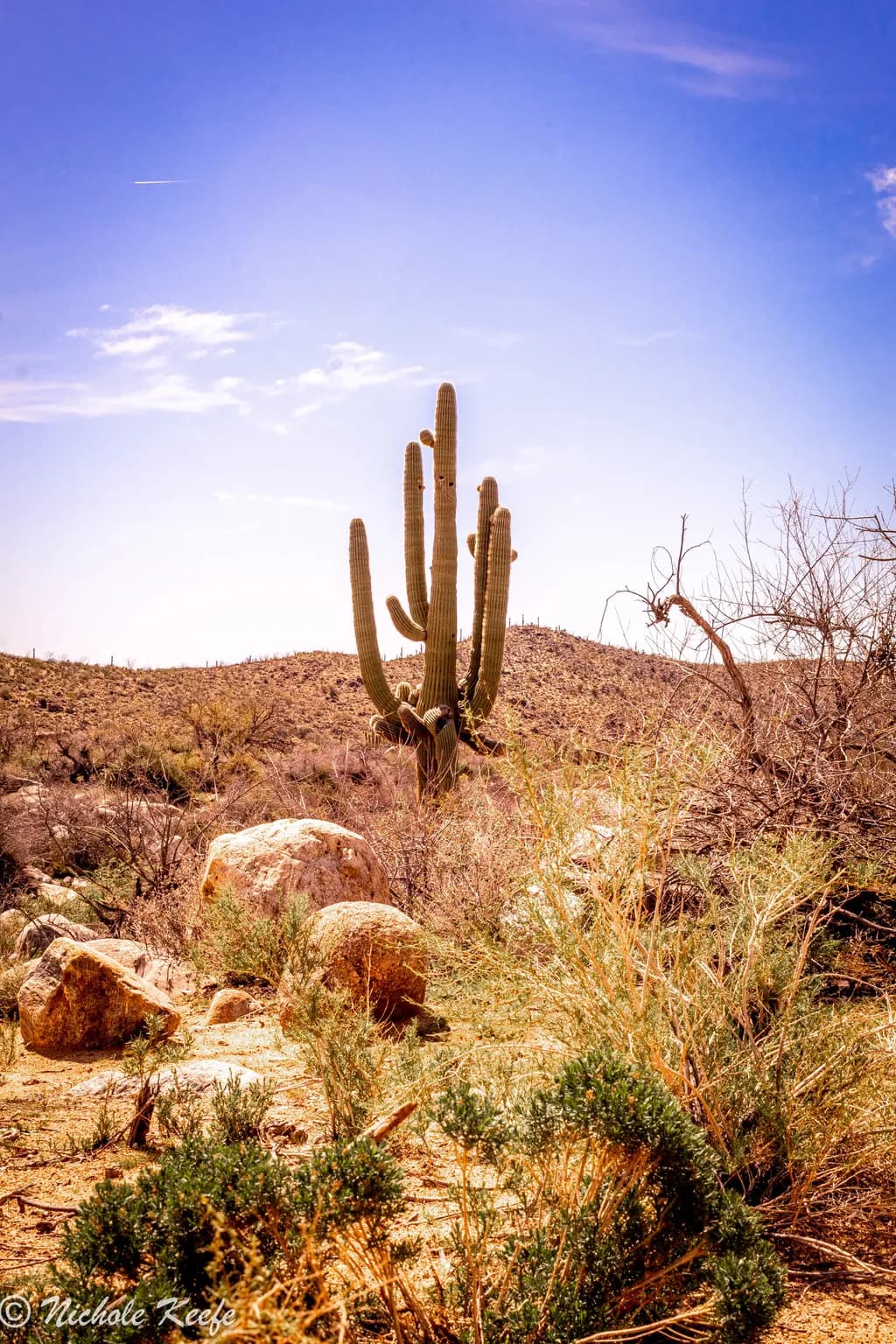 Arizona Desert Sentinel