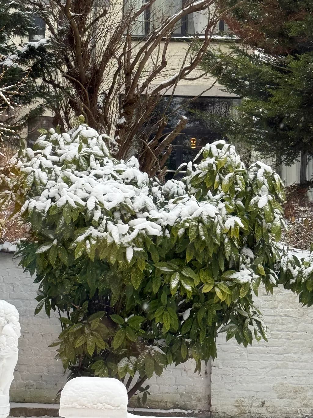 Snow-Covered Greenery