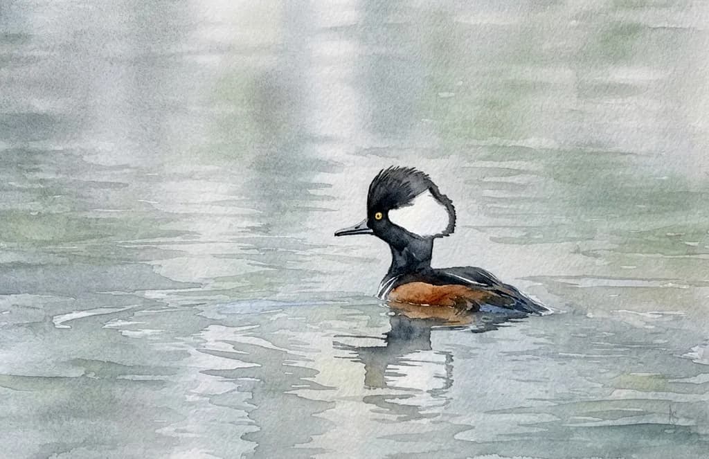 Merganser Reflection