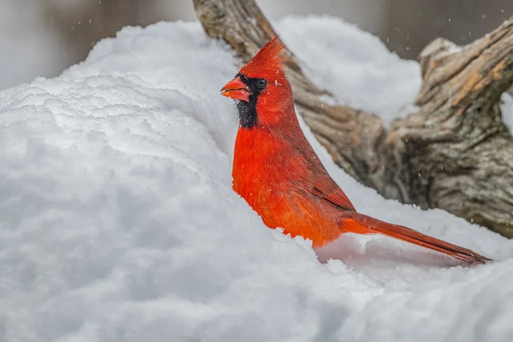 Winter Cardinal
