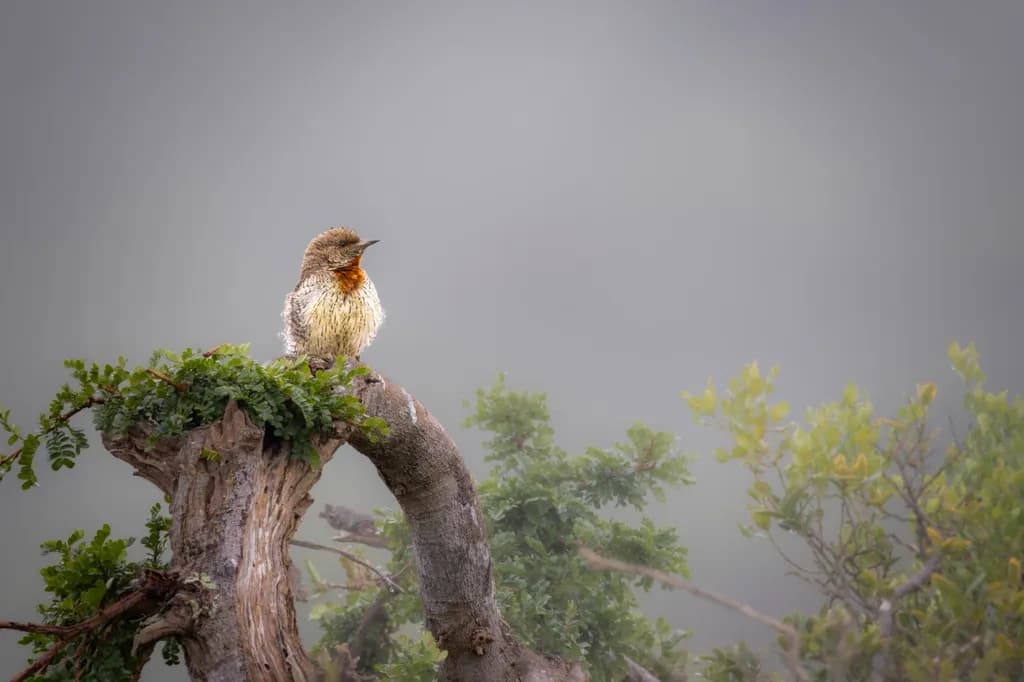 Perched Silence