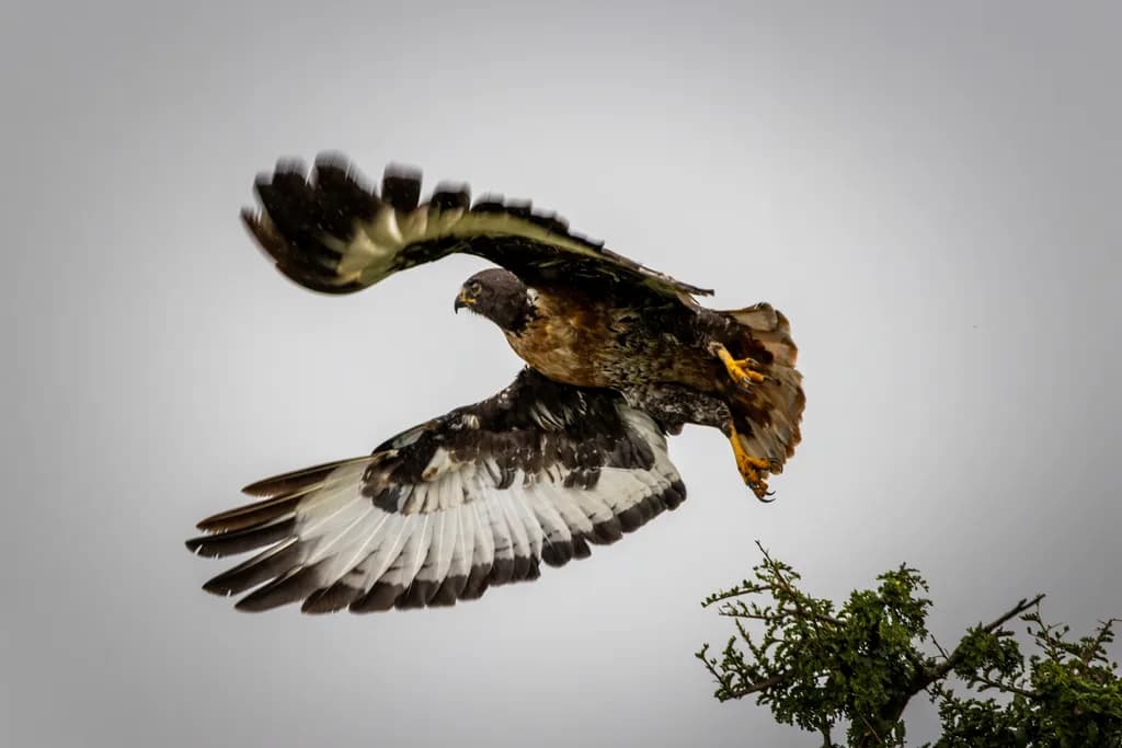 Silent Takeoff