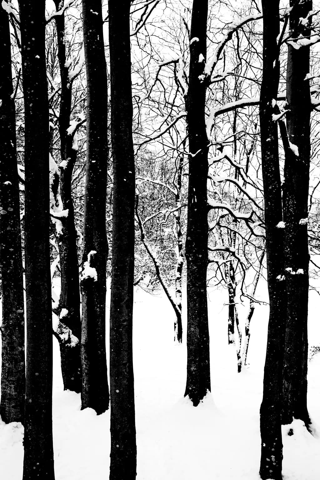 Blackmetal Forest