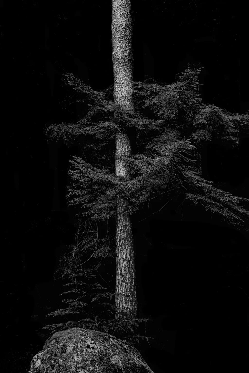 Silent Sentinel
