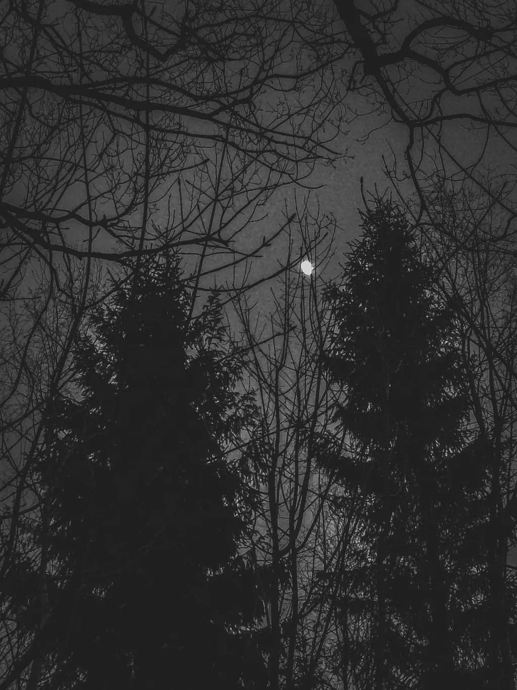 Nightfall Silhouettes