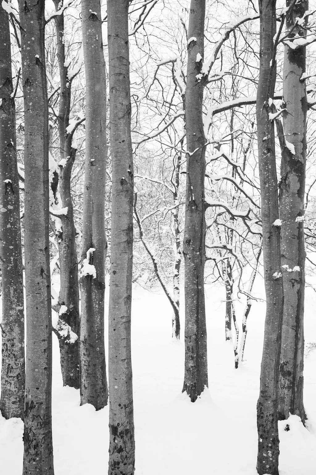 Winter Trunks