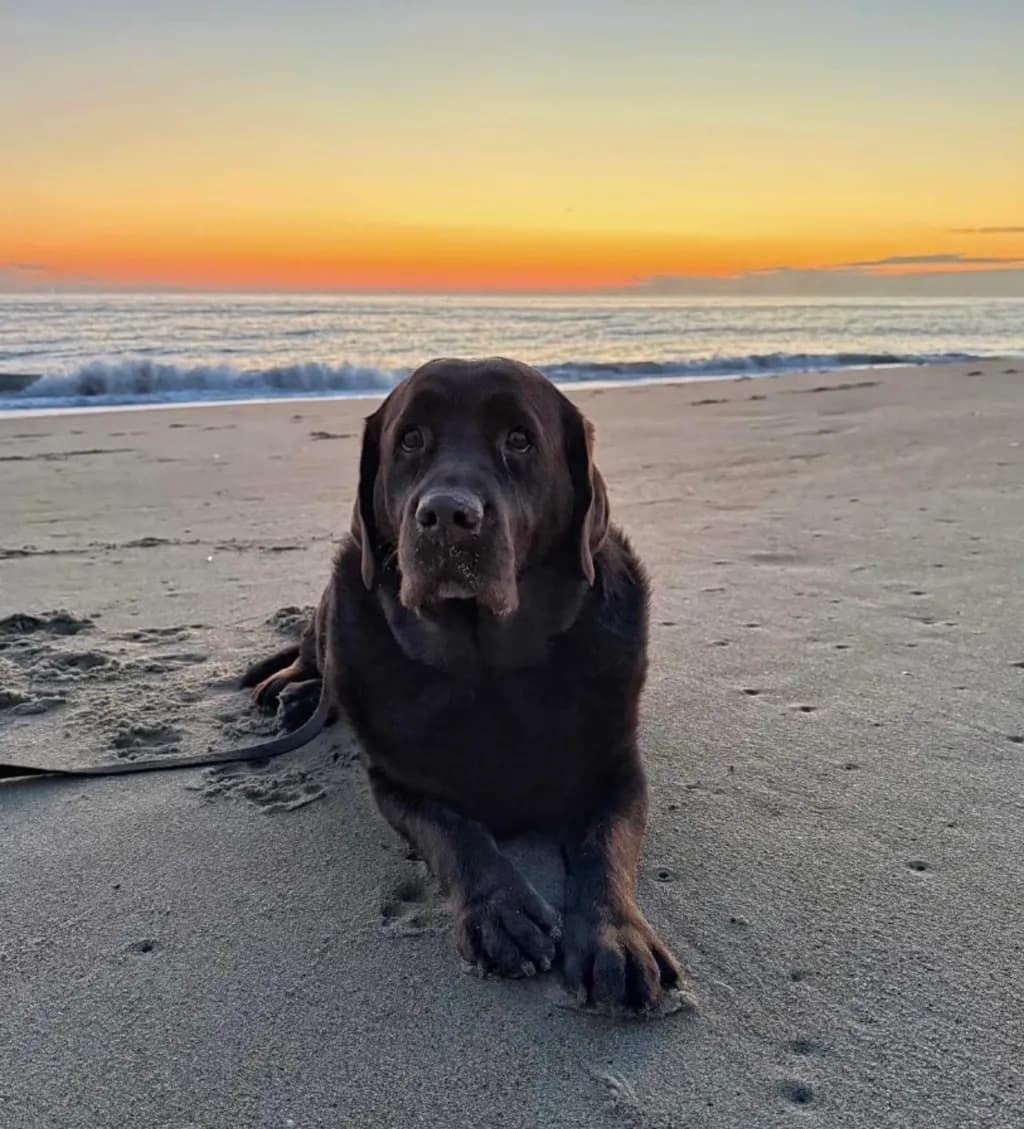 Black Labrador at Sunset Beach