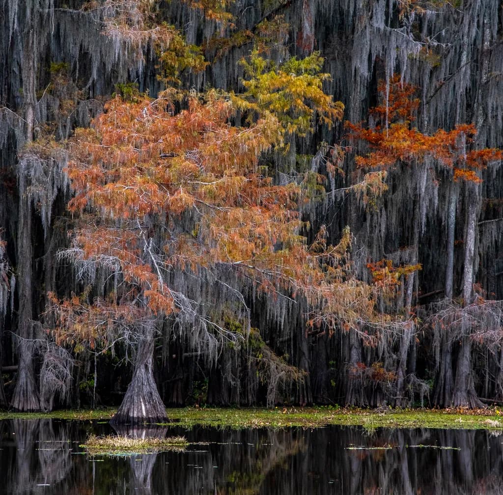 Caddo Cypress Reflections