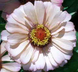 Pale Zinnia Bloom