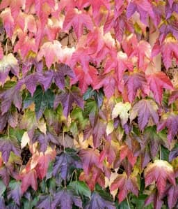 Grape Vines Fall Colors