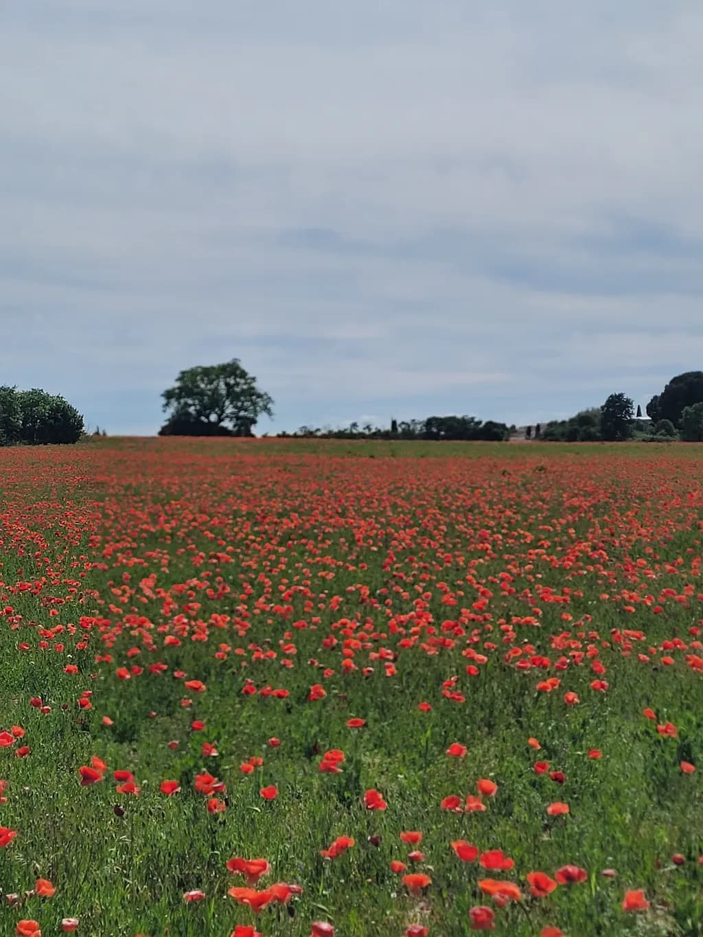 Endless Poppies