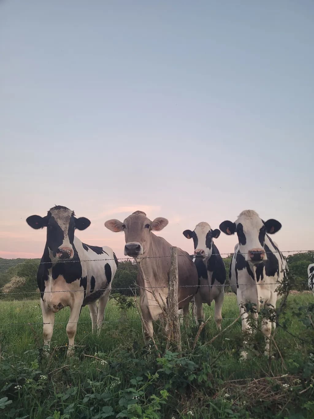 Pasture Watchers