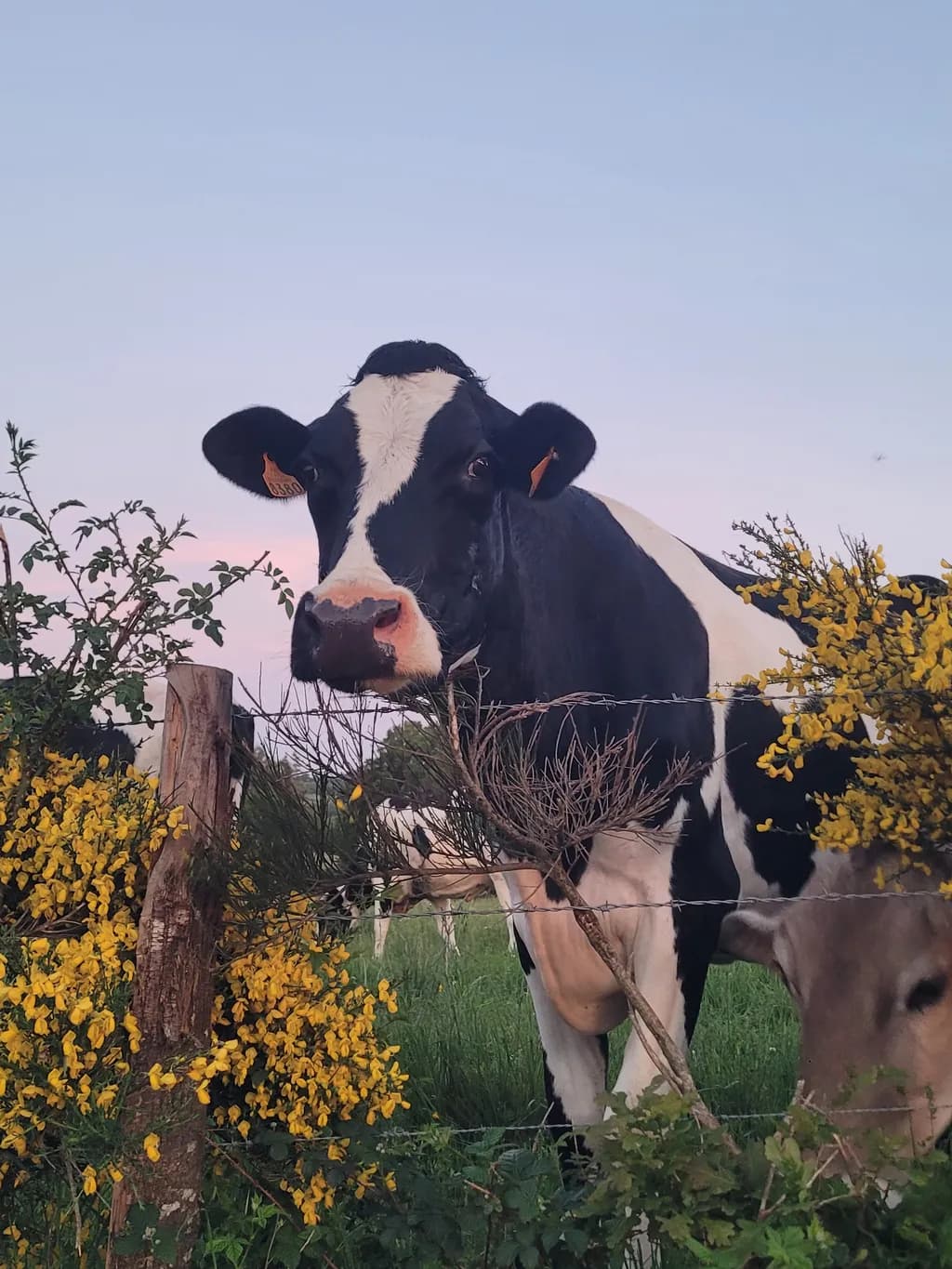 Pasture Watcher