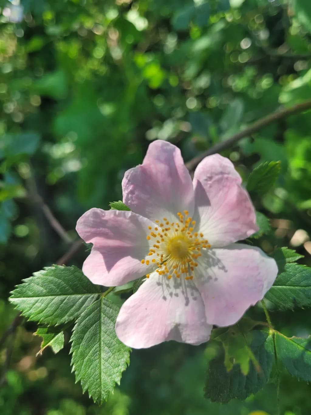 Pink Wild Rose Bloom