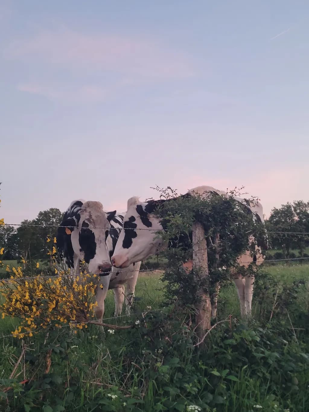 Pasture Companions