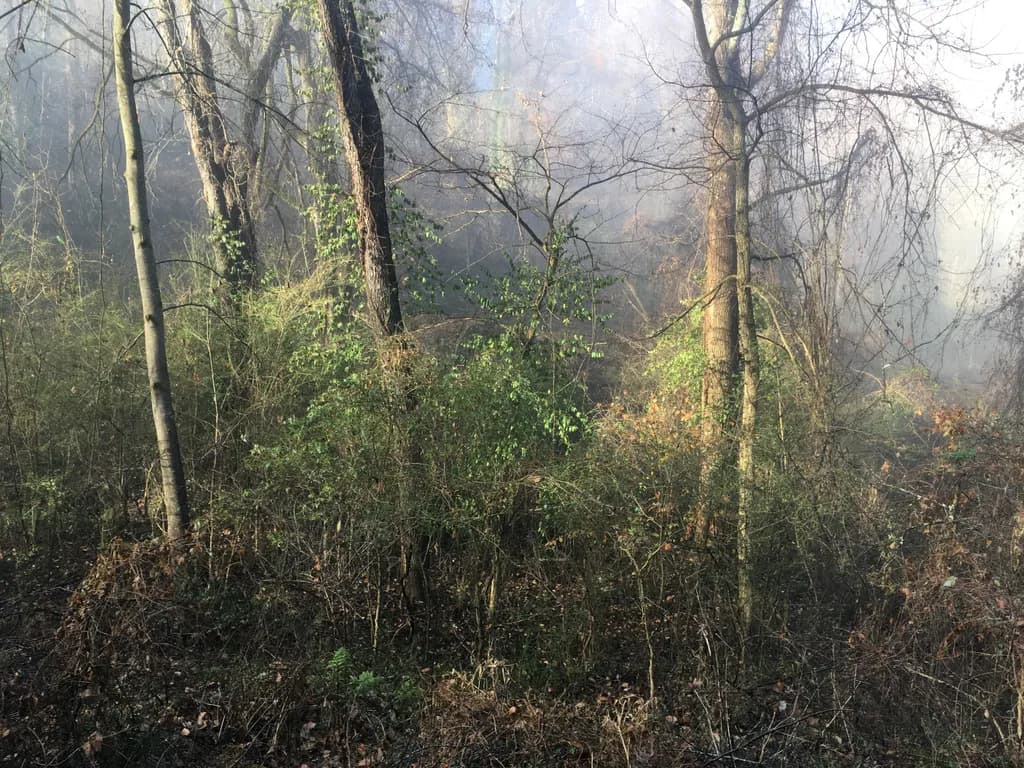 November Woods