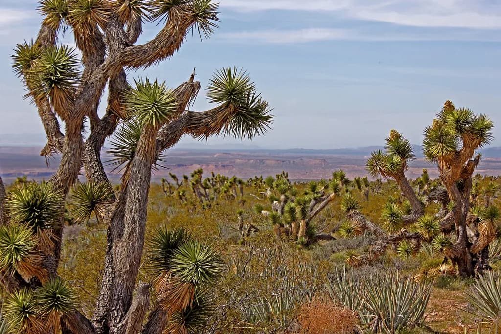 Desert Guardians