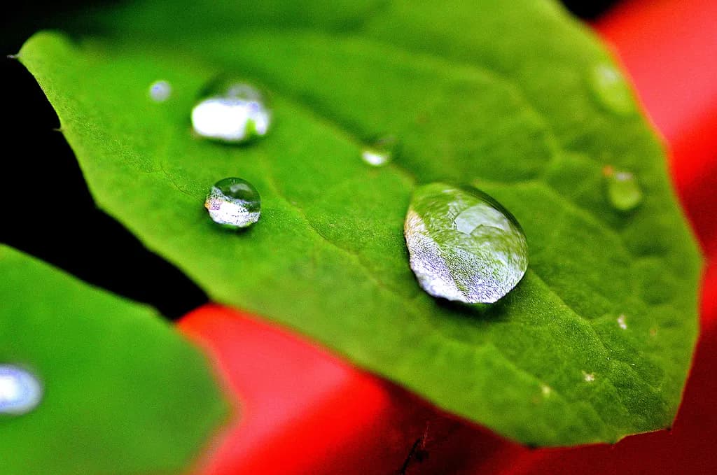 Raindrop Reflections