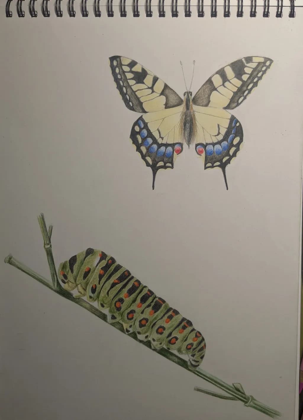 Metamorphosis Study