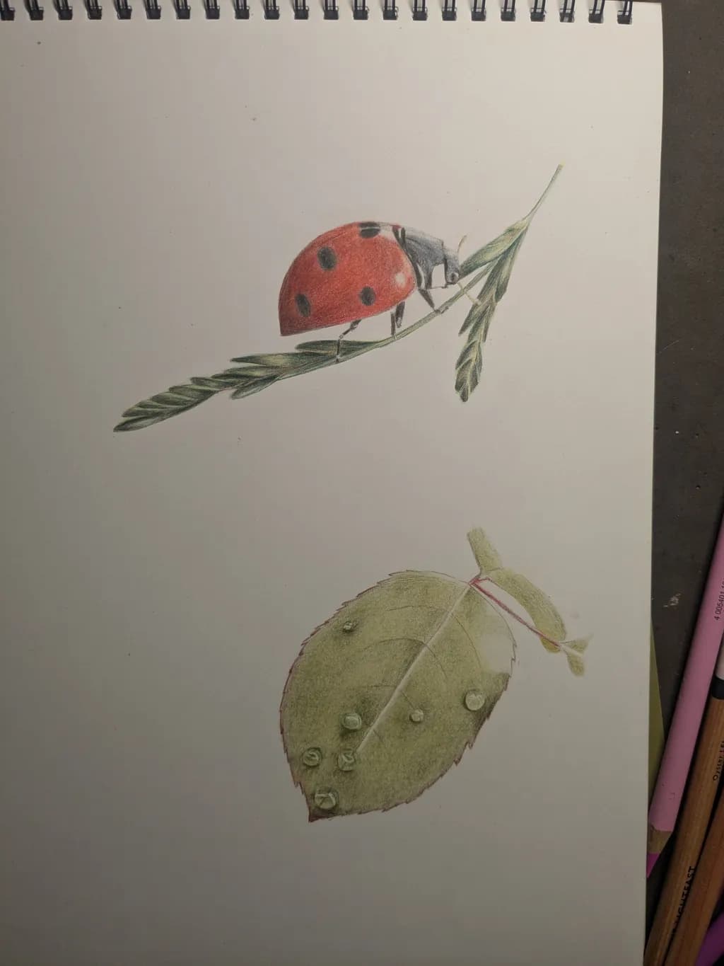 Ladybug on Leaf