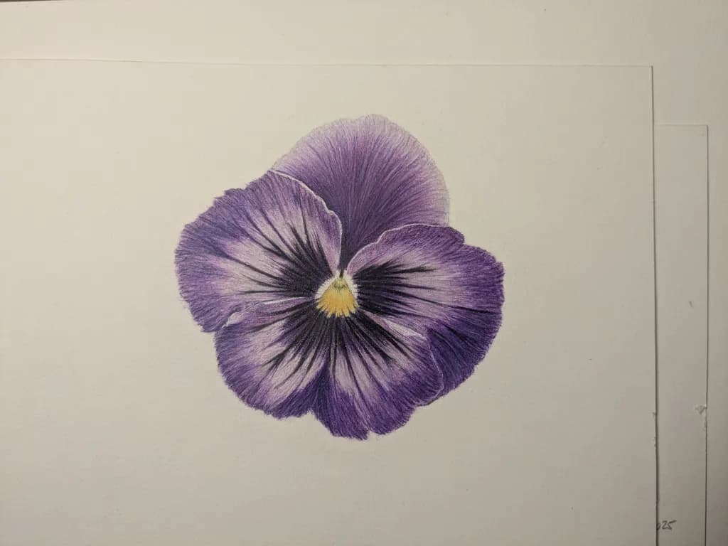 Purple Pansy Bloom