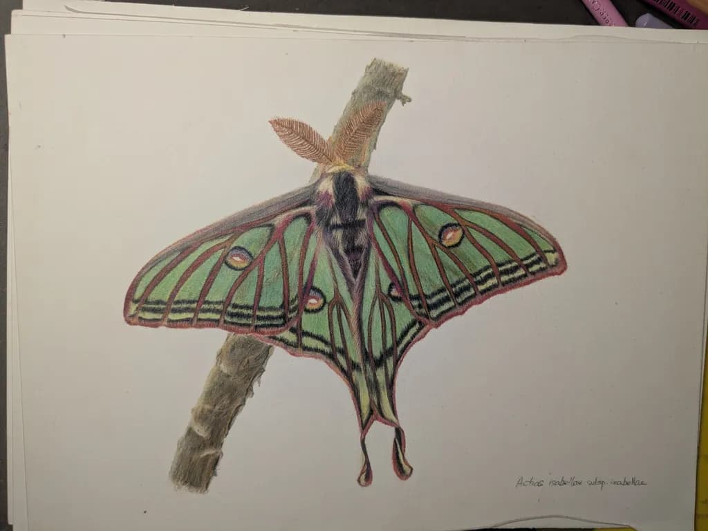 Isabella Moth Study